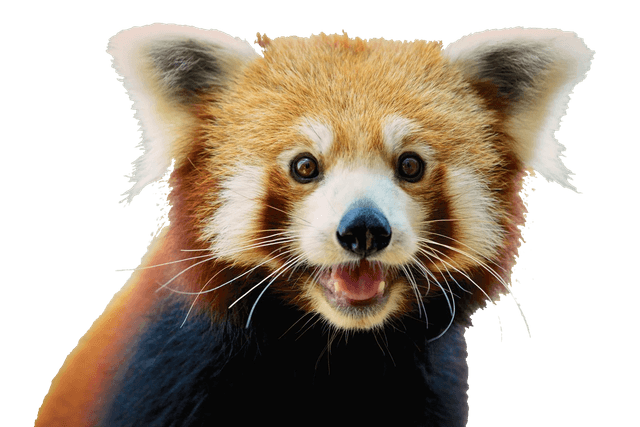 a cute red panda